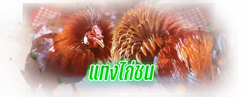 ประสบการณ์การแทงไก่ชนออนไลน์